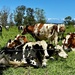 Peaceful cows by deidre