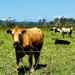 A friendly cow by deidre