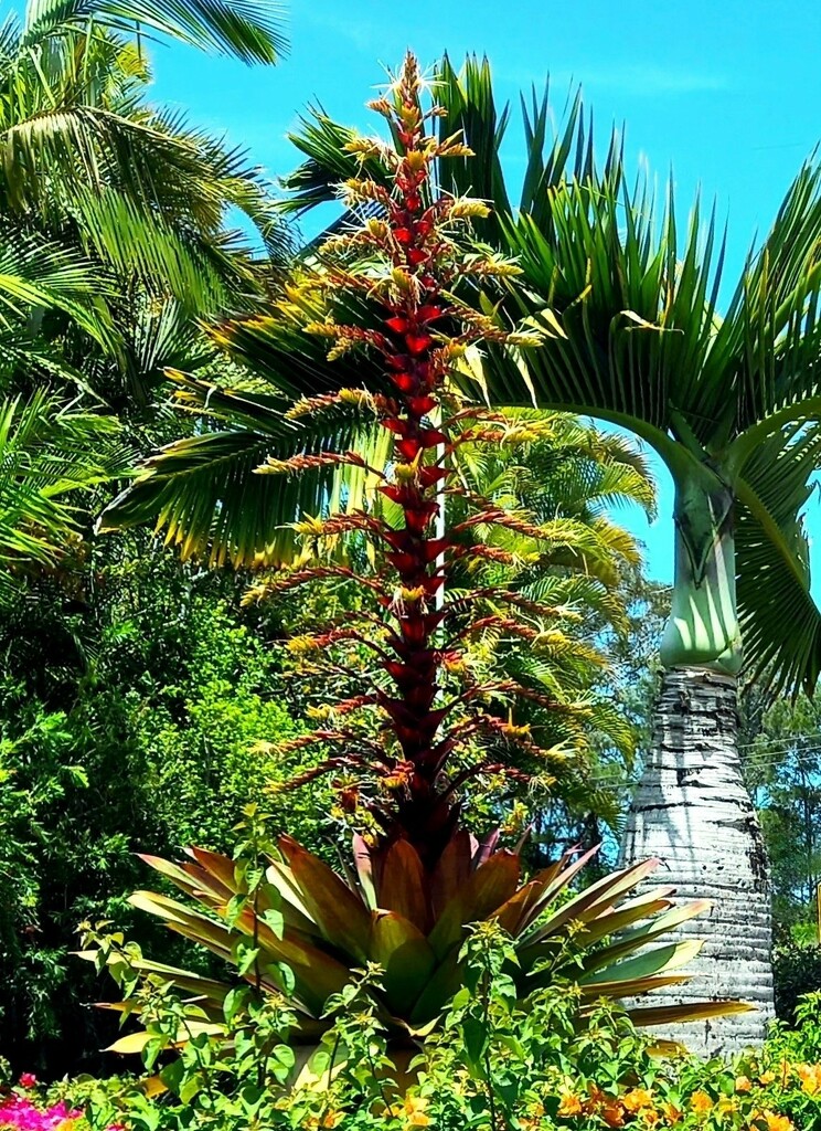 Giant Bromeliad ~  by happysnaps