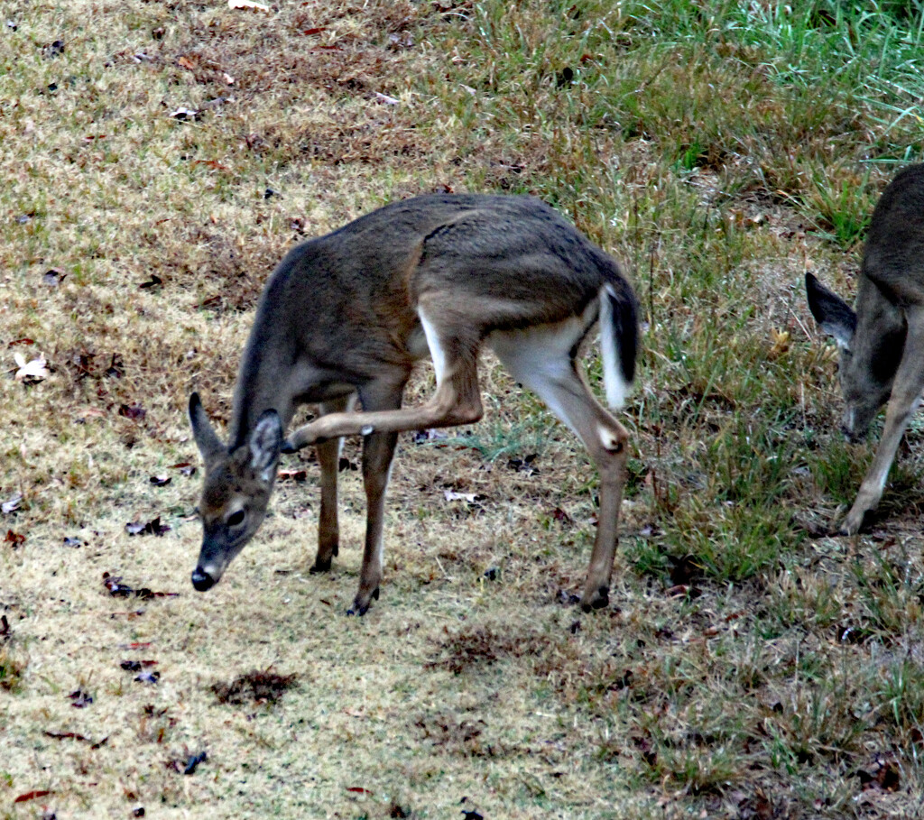 Nov 21 Deer Scratching IMG_5207A by georgegailmcdowellcom