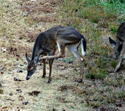 21st Nov 2023 - Nov 21 Deer Scratching IMG_5207A