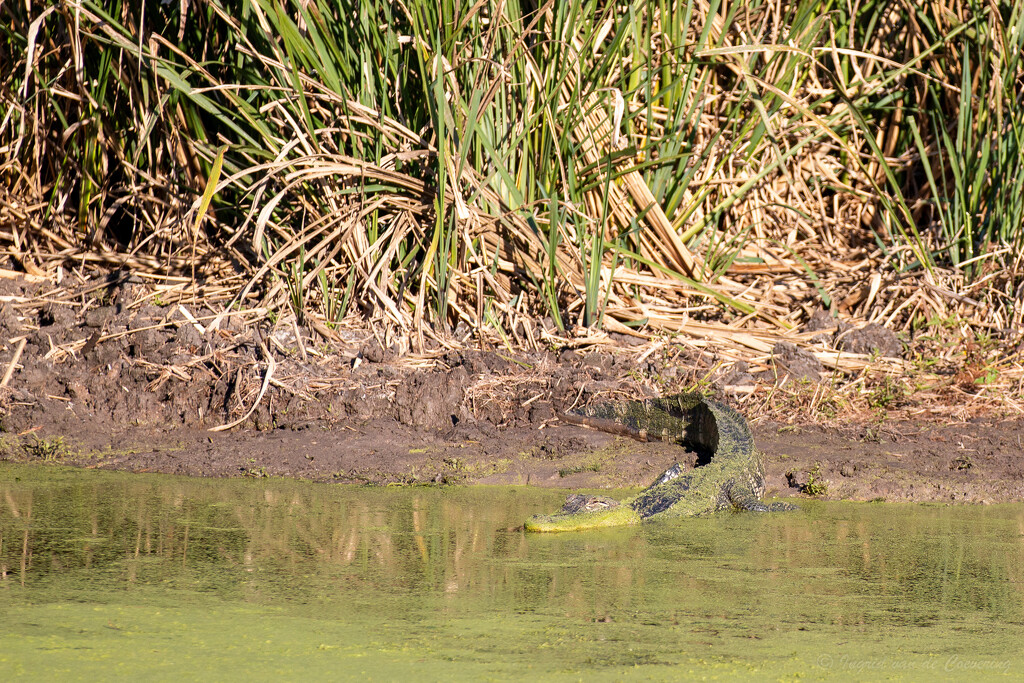 A green alligator by ingrid01