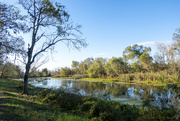 24th Nov 2023 - Brazos Bend State Park