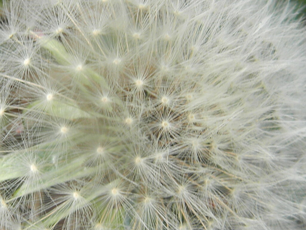Dandelion Closeup  by sfeldphotos