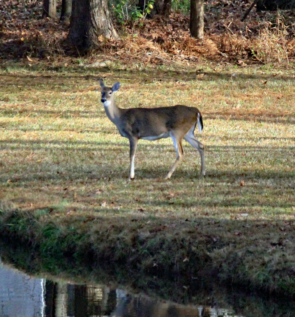 Nov 27 Deer Across The Big Pond IMG_5249 by georgegailmcdowellcom
