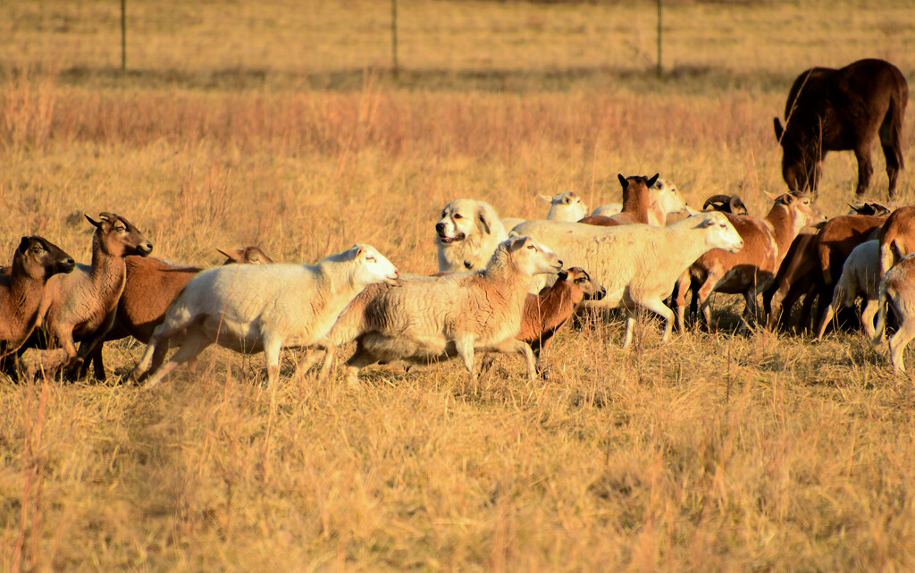 Shepherd Dog and his Herd by kareenking