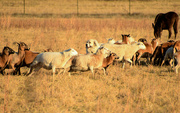 3rd Dec 2023 - Shepherd Dog and his Herd
