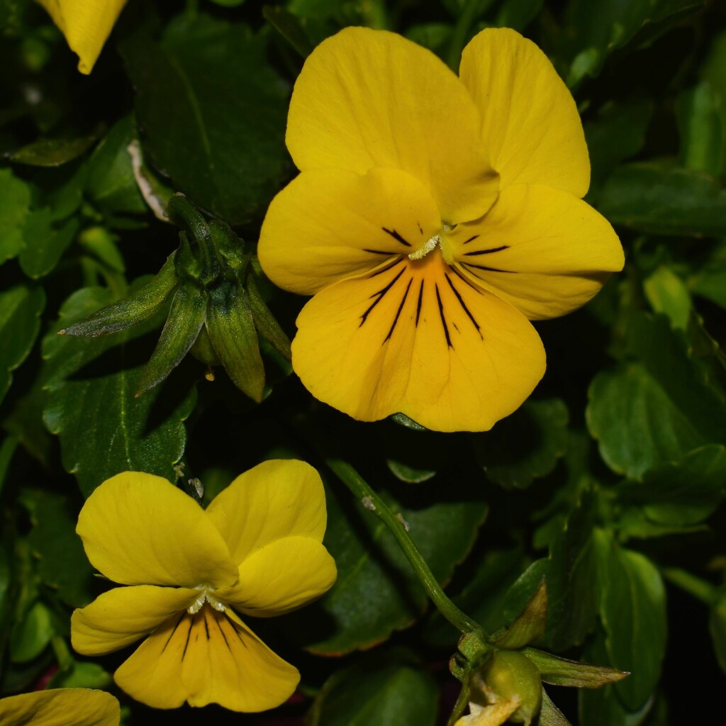12 4 Yellow Viola by sandlily