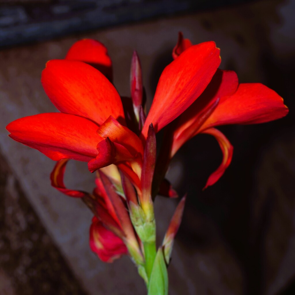 12 4 Canna Lily by sandlily