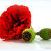 Poppy Ruffles..