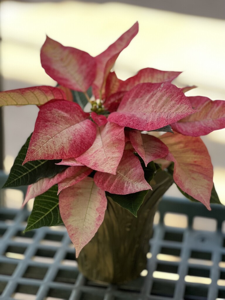 An ICE Poinsettia by peekysweets
