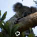 always Hope by koalagardens