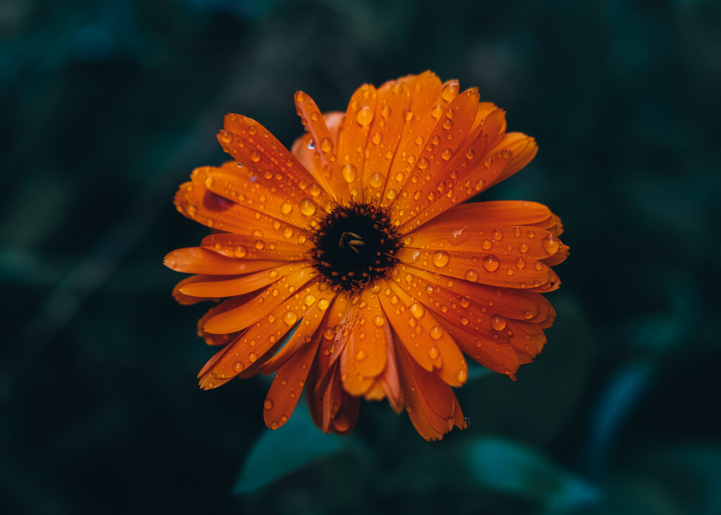 Orange flower after the rain by brigette