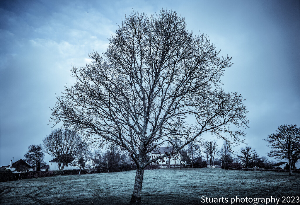 Solo tree by stuart46