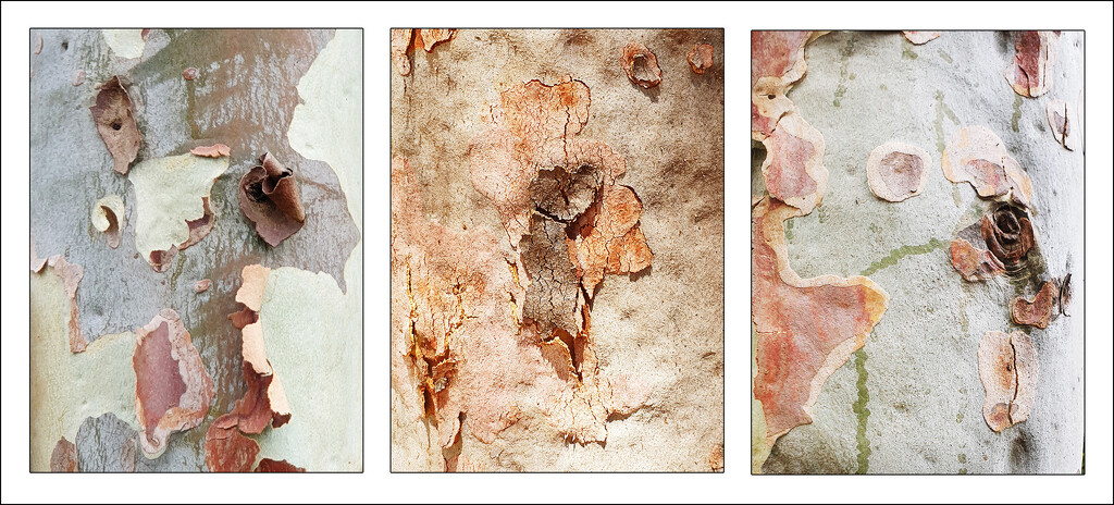 Tree Bark Triptych by onewing
