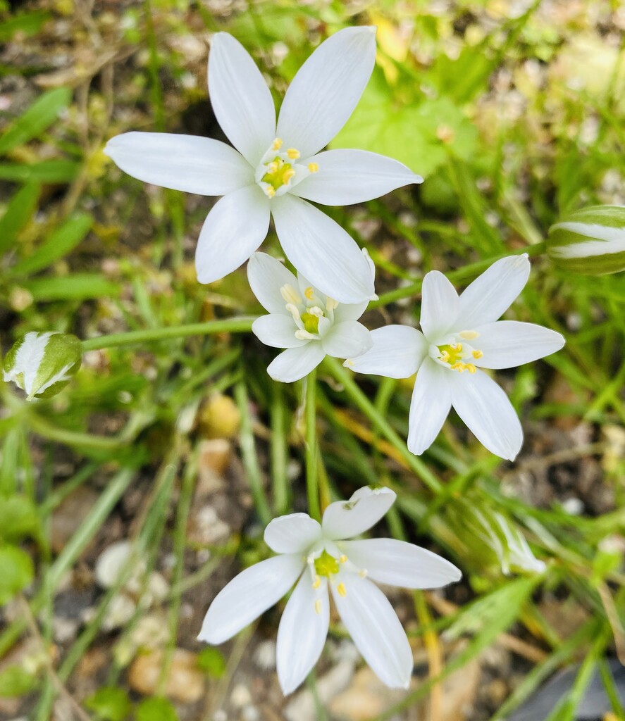 Star-of-Bethlehem by lizgooster