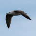 Bird In Flight by swchappell