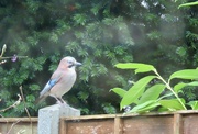 5th Dec 2023 - The Jay has landed