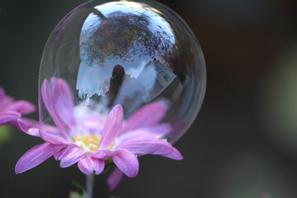 Bubble on a flower selfie....... by ziggy77