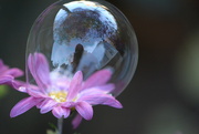 5th Dec 2023 - Bubble on a flower selfie.......