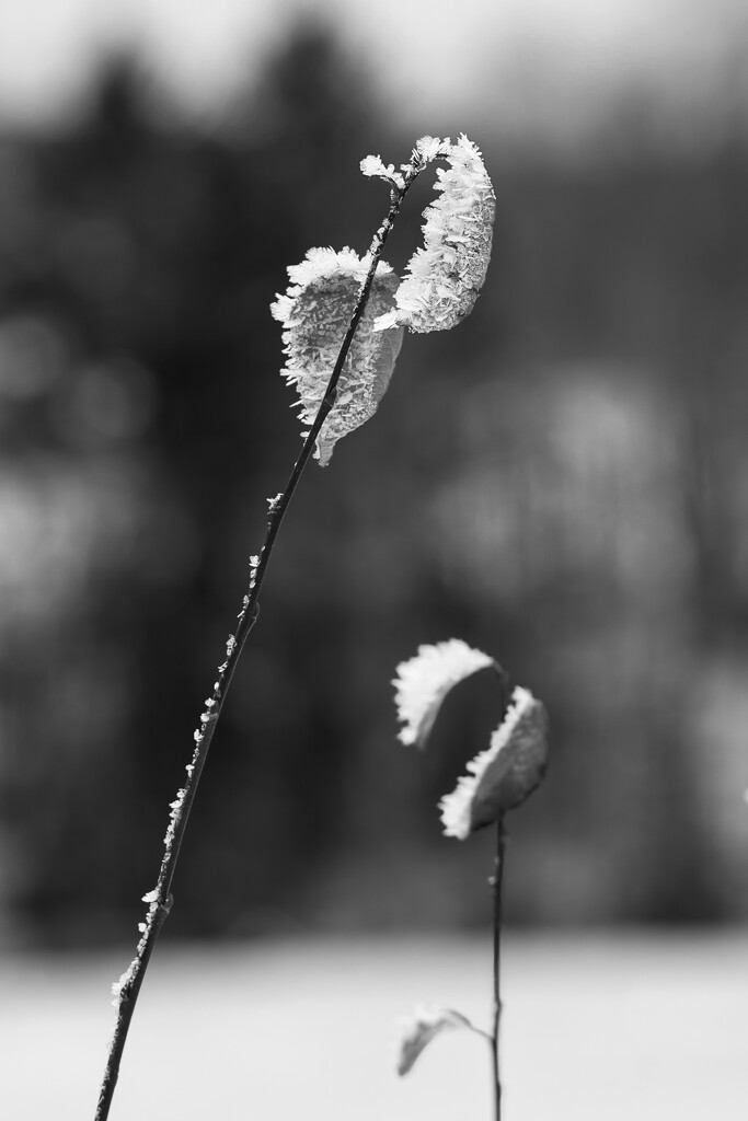 Frost in leaves by okvalle