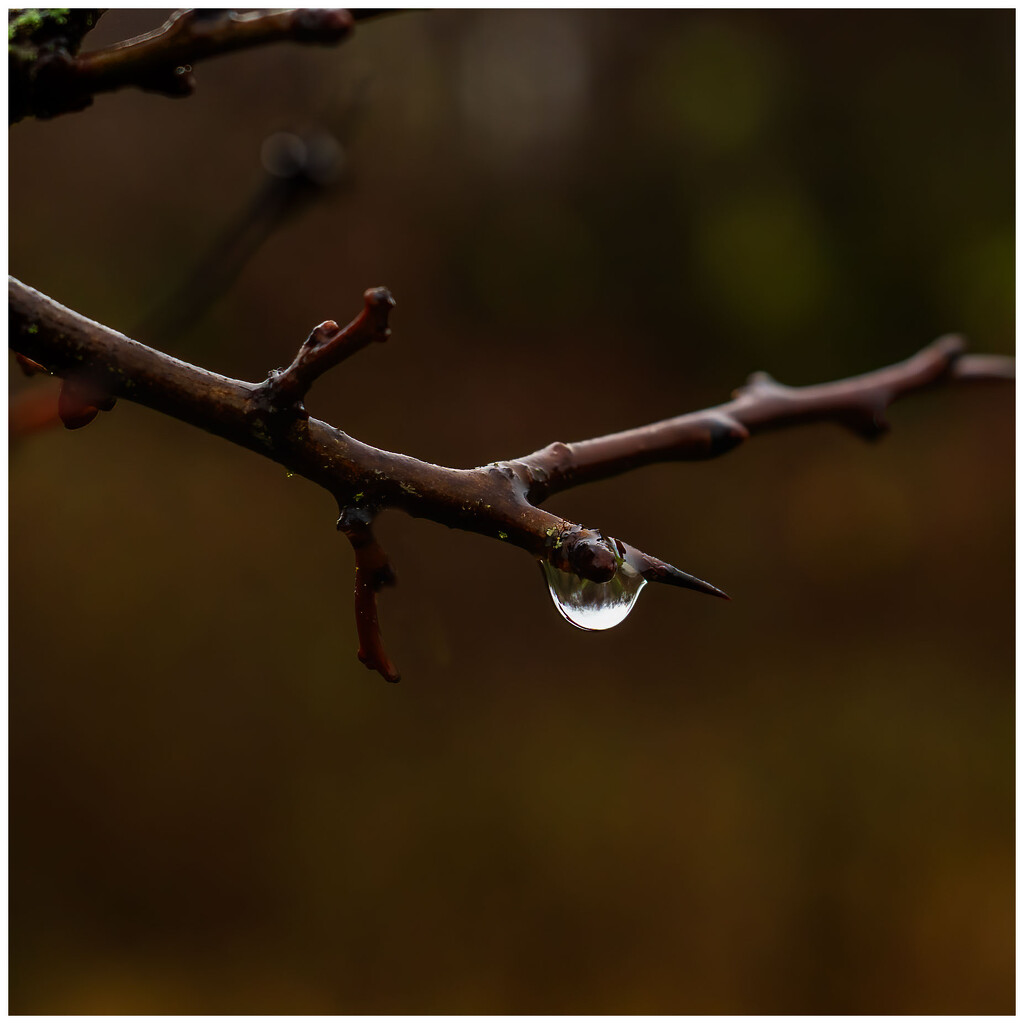 A raindrop on a cold winters day by clifford