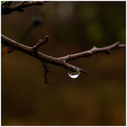 5th Dec 2023 - A raindrop on a cold winters day