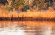 5th Dec 2023 - A Hint of Gold on the River This Morning