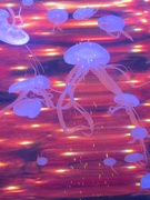 26th Nov 2023 - Jellyfish