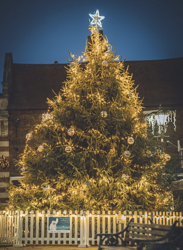 Town Square Tree by elainepenney