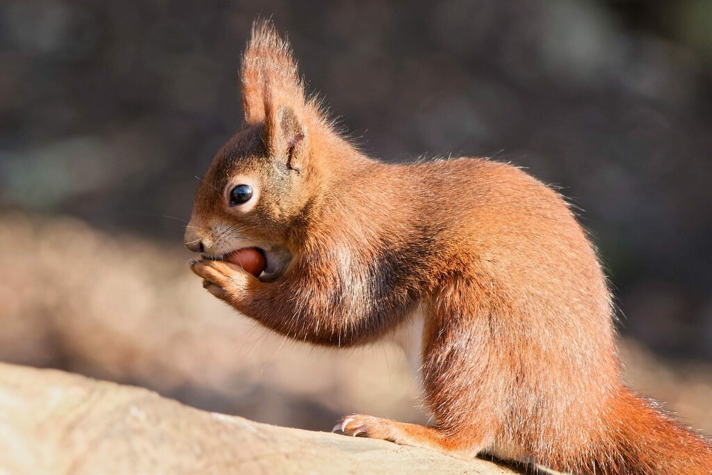 Red Squirrel  by cherylrose