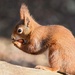 Red Squirrel  by cherylrose