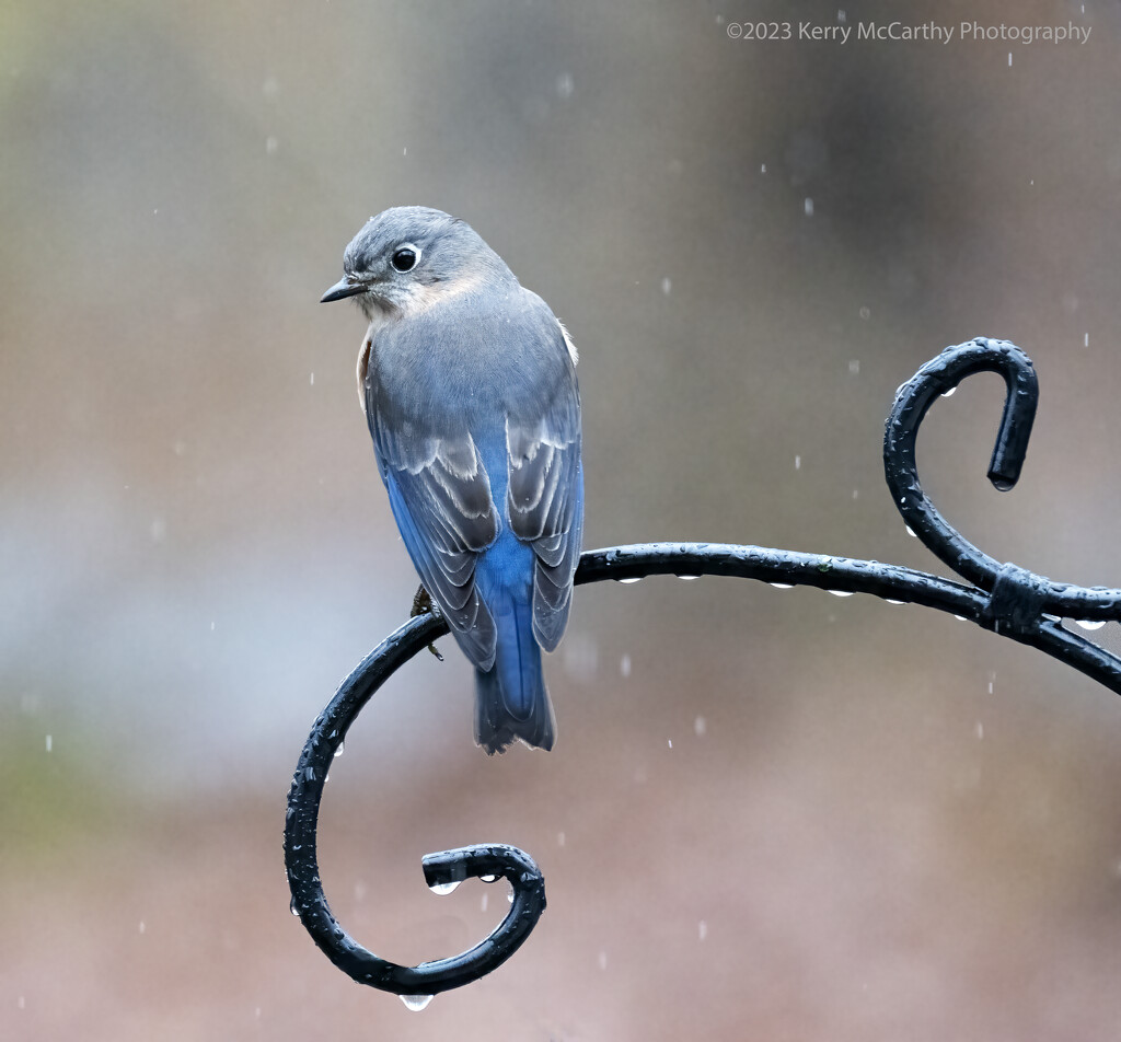 Bluebird on a dreary day by mccarth1