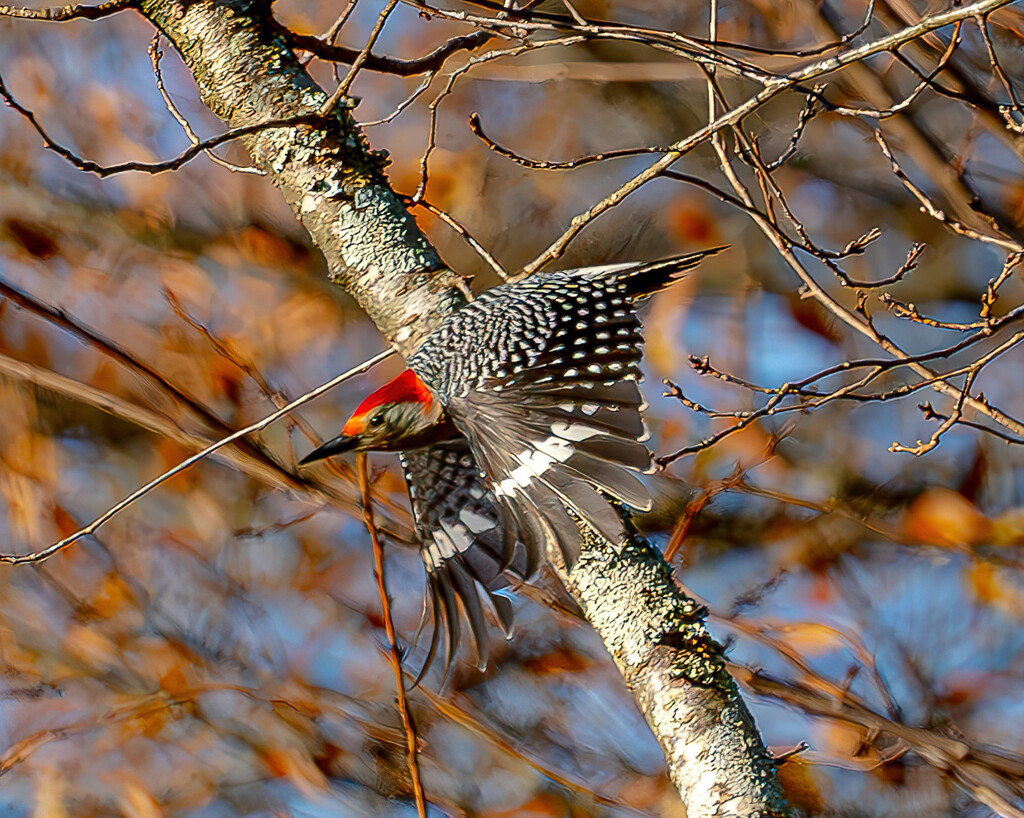 Red-Bellied Woodpecker by mtroscoe