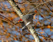 5th Dec 2023 - Red-Bellied Woodpecker