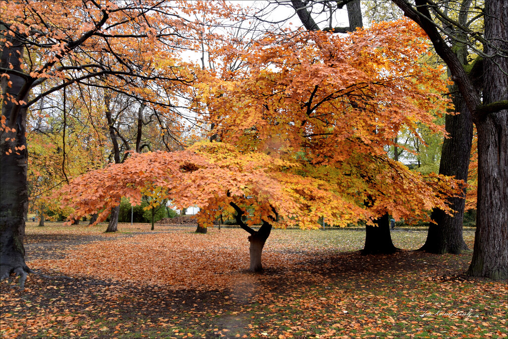 One of the lovely trees in my "back garden"! by kork