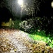 Carpet of Leaves 