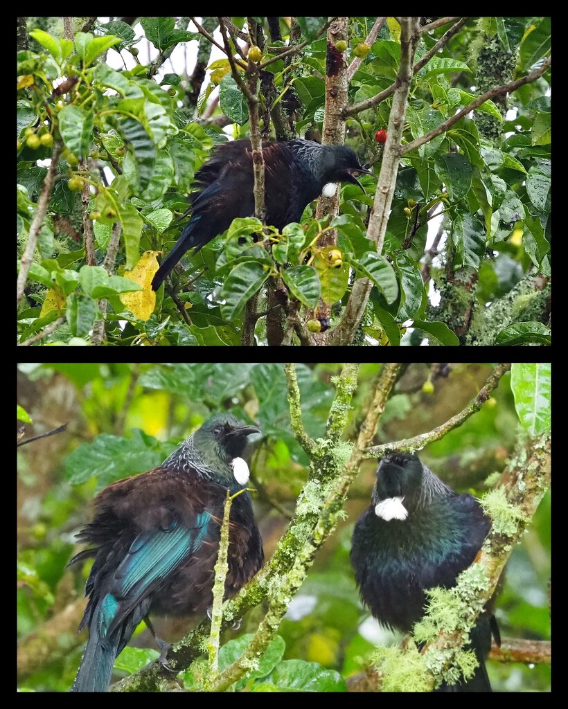 Bedraggled Tūīs in one of our trees they had all been screeching at each other , too one still going ! by Dawn