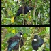 Bedraggled Tūīs in one of our trees they had all been screeching at each other , too one still going ! by Dawn