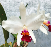 5th Dec 2023 - White orchid