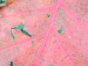 5th Dec 2023 - Red Leaf with Holes 