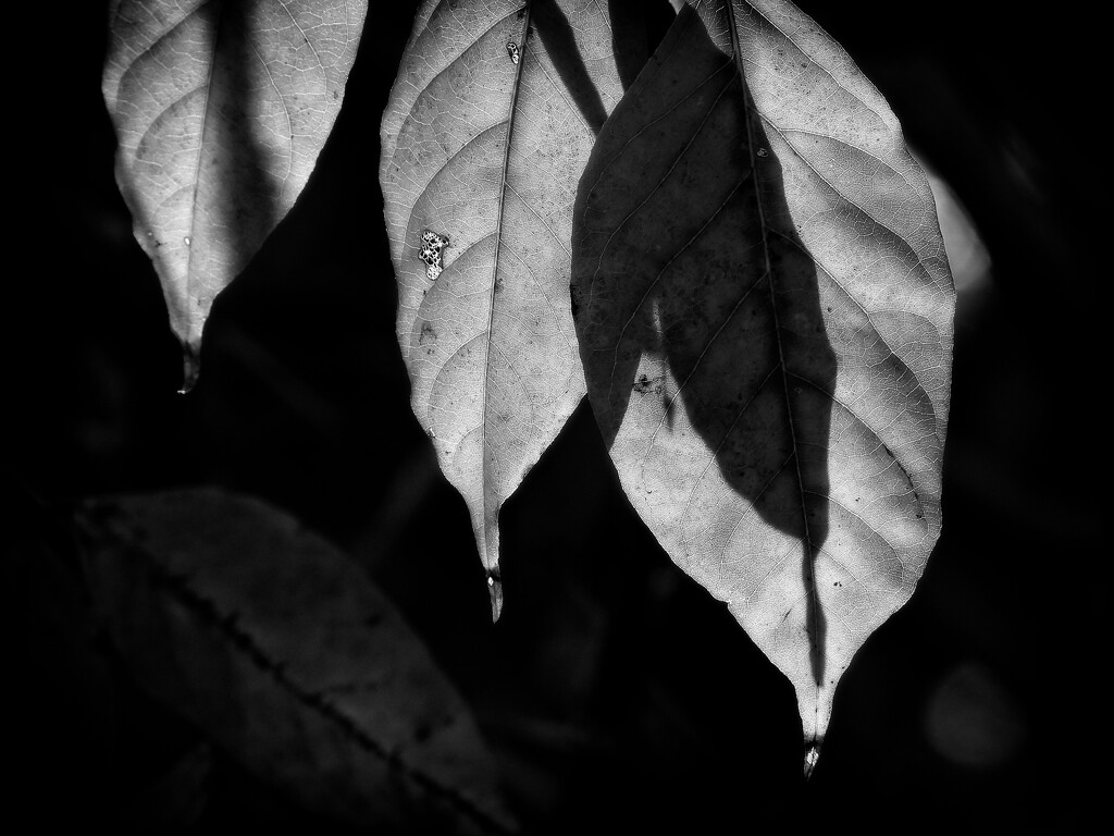 Last of the hickory leaves... by marlboromaam