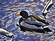 5th Dec 2023 - Prismatic duck
