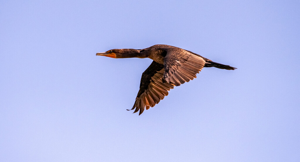 Cormorant in Flight! by rickster549