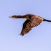 Cormorant in Flight! by rickster549