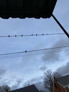 5th Dec 2023 - More Birds 