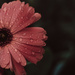Rain Flower Squared by brigette