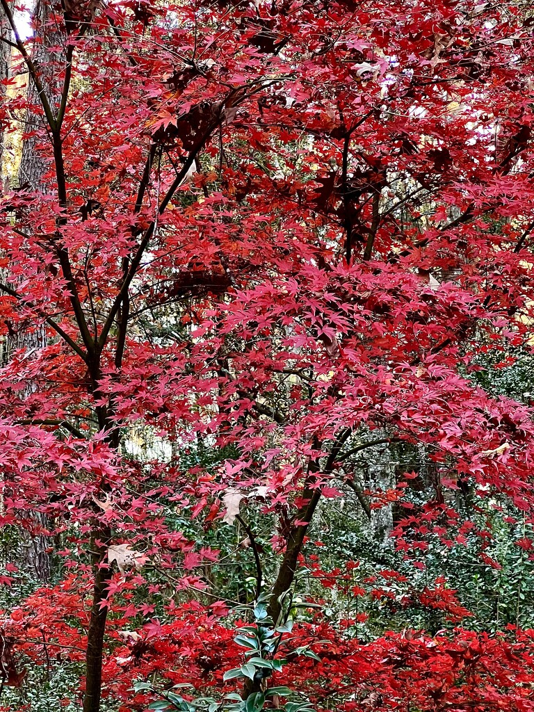 Brilliant fall color of Japanese maples  by congaree