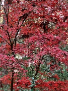 5th Dec 2023 - Brilliant fall color of Japanese maples 