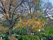 6th Dec 2023 - Last of the Autumn color at Colonial Lake